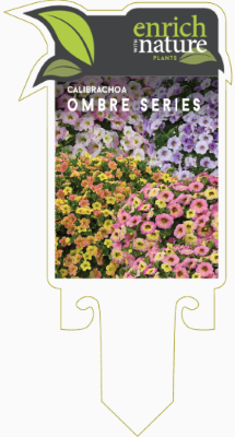 Calibrachoa ombre.png